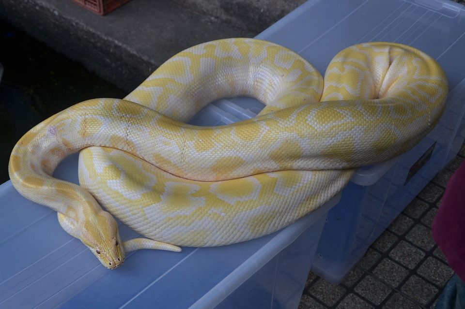 Man Startled Bitten By Python In His Genitals While Sitting On The Toilet