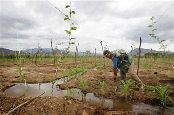 Peru crops