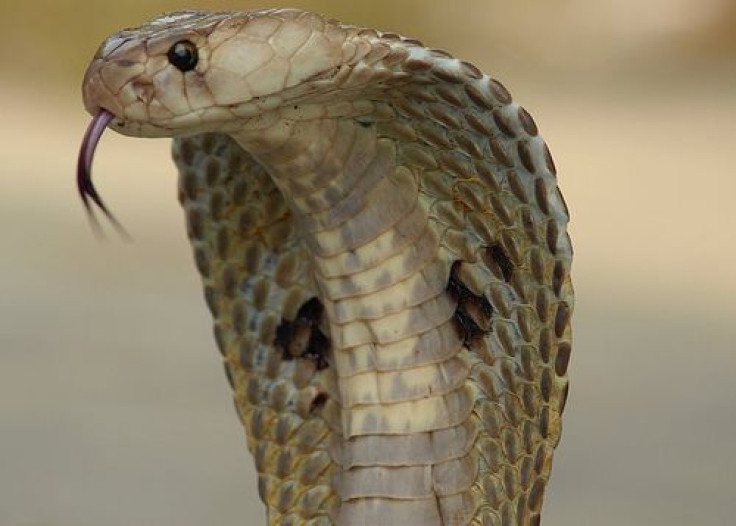 53 Cobras In Car