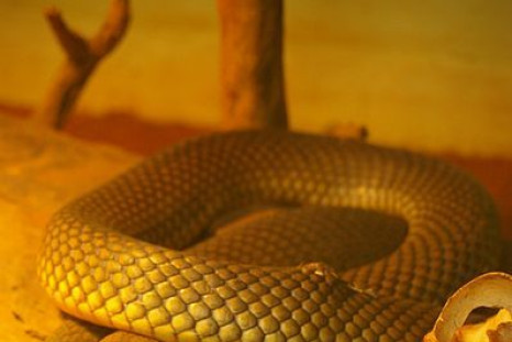 King Brown Snake