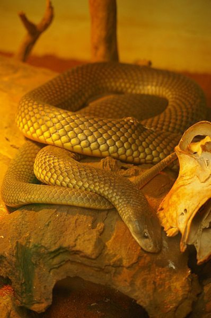 King Brown Snake