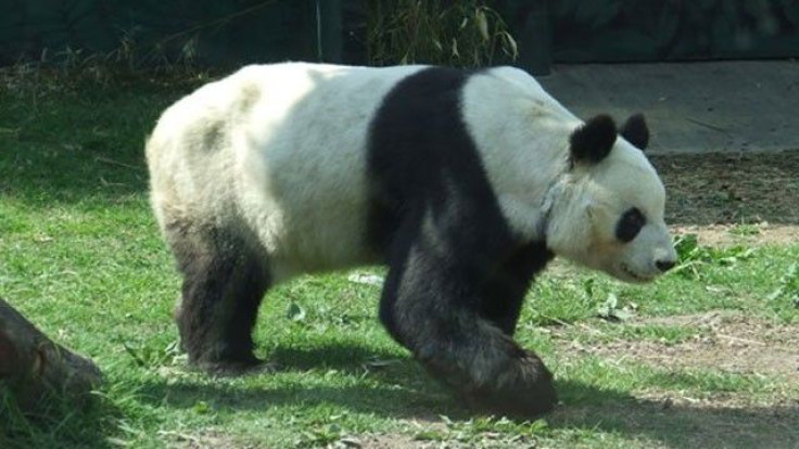 27-year-old panda, Xiu Hua, died this weekend in Mexico City. 