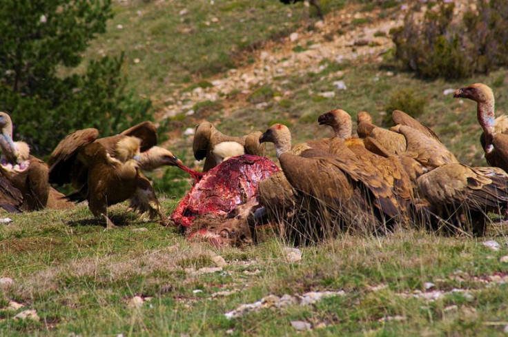 Griffon vultures eat the carcass of a red deer in Spain. 