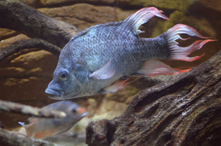 Mangarahara cichlid