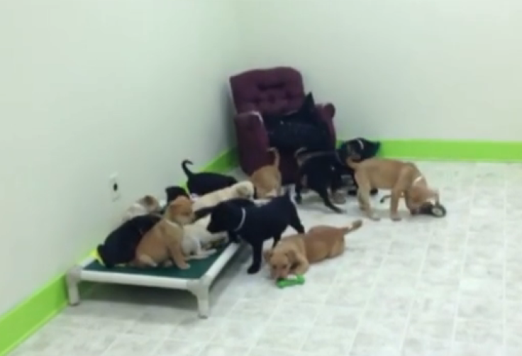 17 puppies