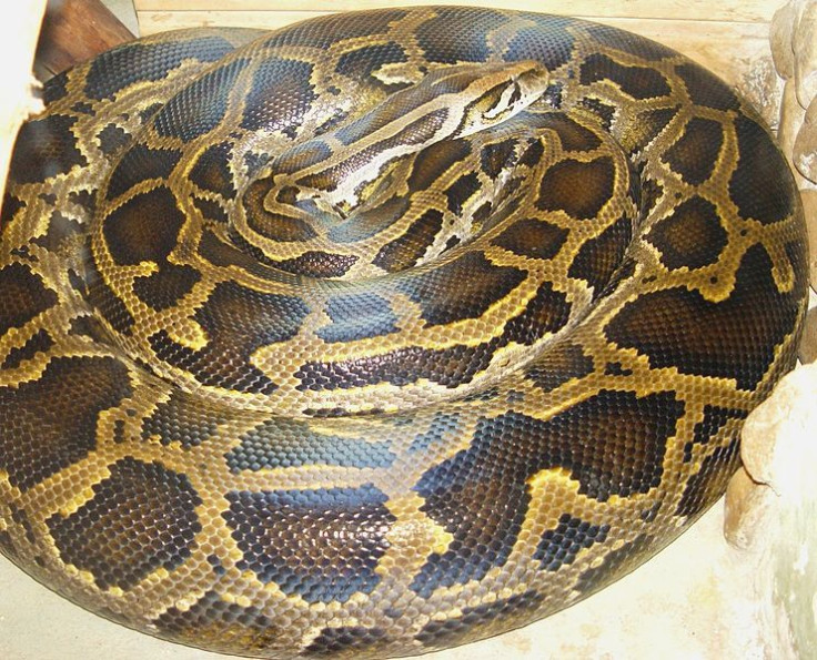 19, foot, python, killed, biggest florida, burmese