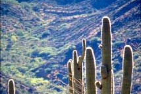 Desert