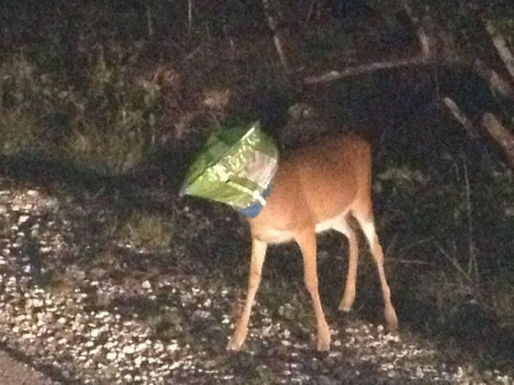 Deer