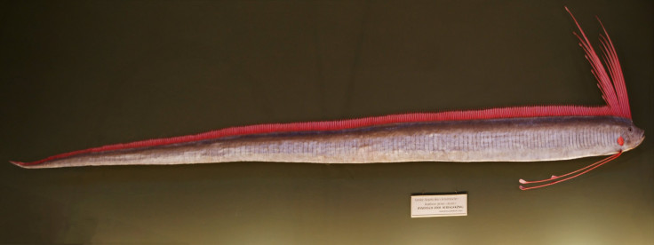 Oarfish