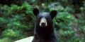 Black Bear