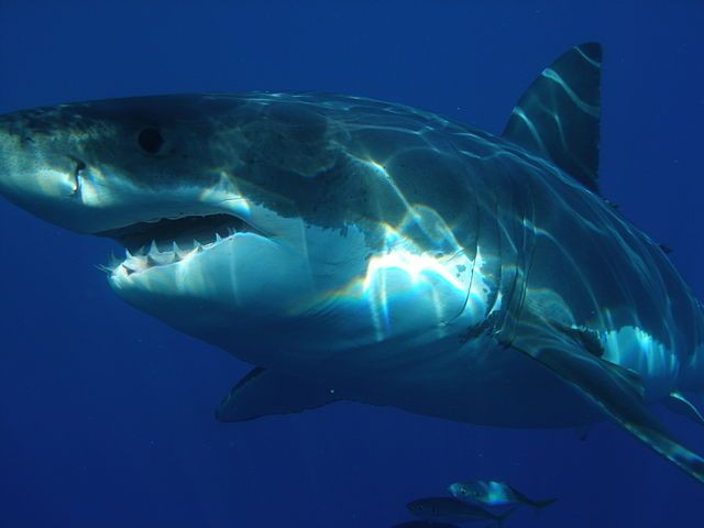 Shark