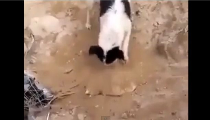Dog buries dead puppy 
