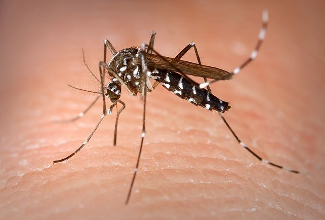 The Asian tiger mosquito is descried as “extremely aggressive” and an “obnoxious nuisance mosquito.”