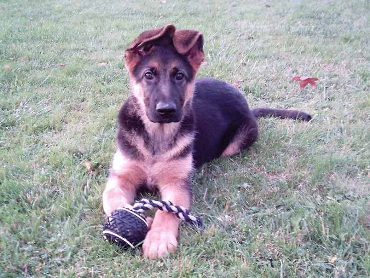 German Shepherd Puppy 