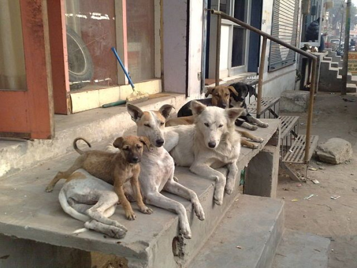A pack of strays