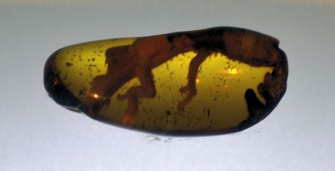 23-million-year-old lizard found.