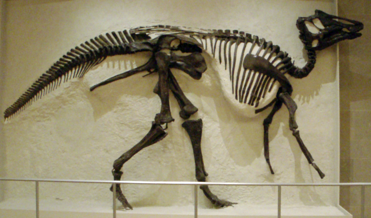 Fossil Found