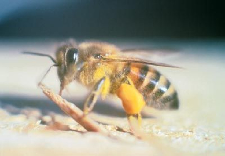 The bees are currently being tested to see whether they were in fact killer bees, or "Africanized." 