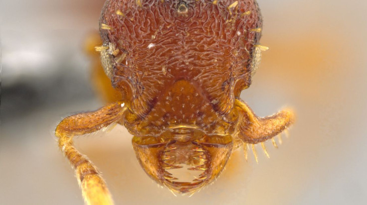 Octostruma convallis