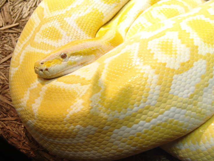 The Burmese Python is one of the six largest snakes in the world, native to a large variation of tropic and subtropic areas of Southern- and Southeast Asia