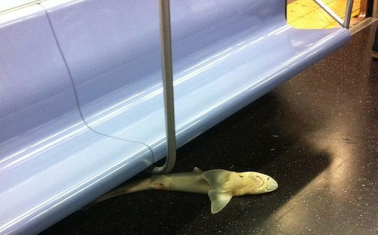 Shark on subway