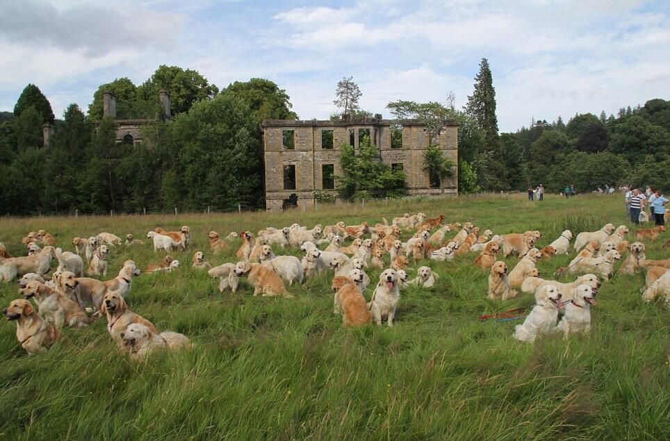222 Golden Retrievers Gather In Scotland For The Guisachan Gathering