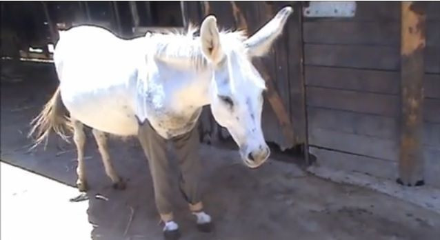 Haim the donkey