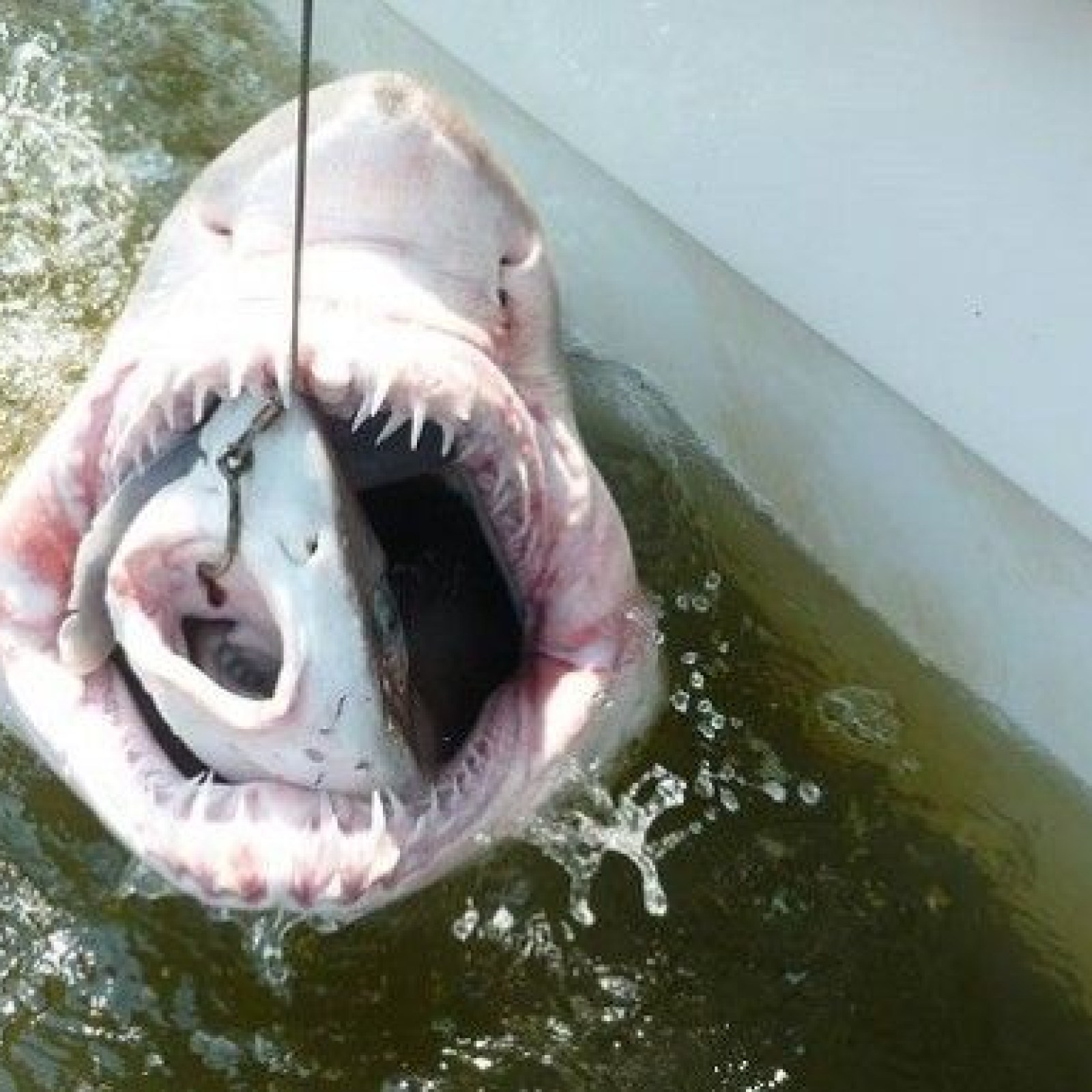 Sand Tiger Shark Eating Sand Tiger Shark | Virginia Aquarium & Marine