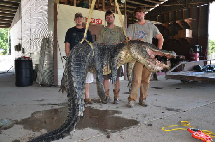727-pound alligator