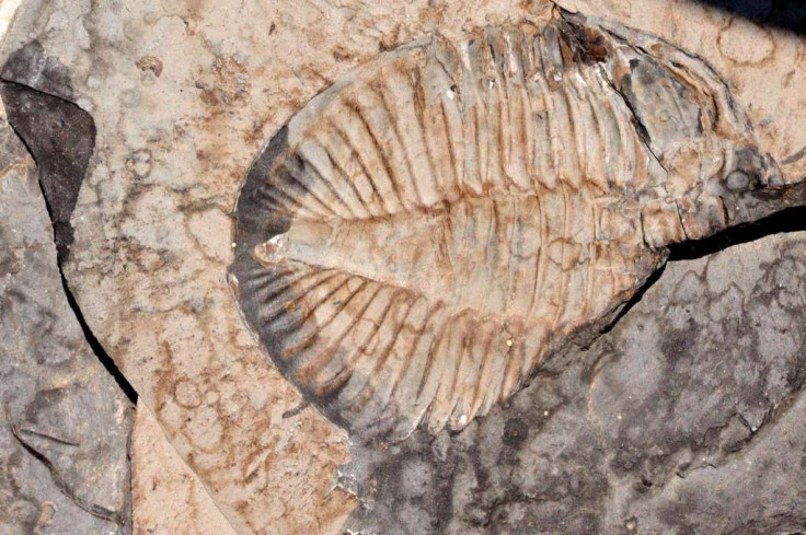 Fossils found in Canada during pipe line excavation.