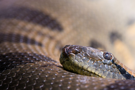 850 snakes found in the garage of a New York animal control officer.