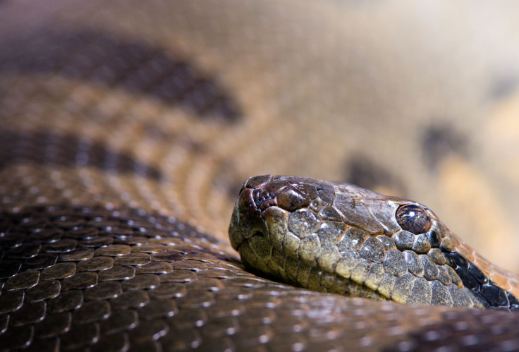 850 snakes found in the garage of a New York animal control officer.
