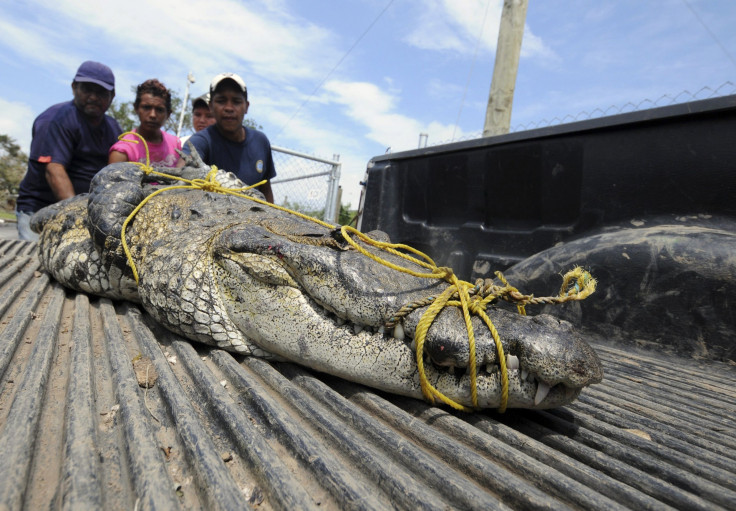 Handlers put crocodiles into the back of a pickup truck in Mexico in 2010 after they escaped from a wildlife refuge following heavy rains.