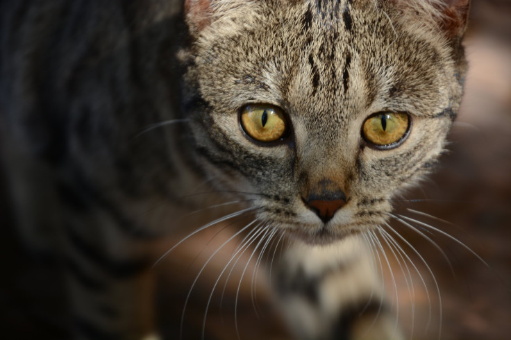 Do cats have the cure for HIV in humans?