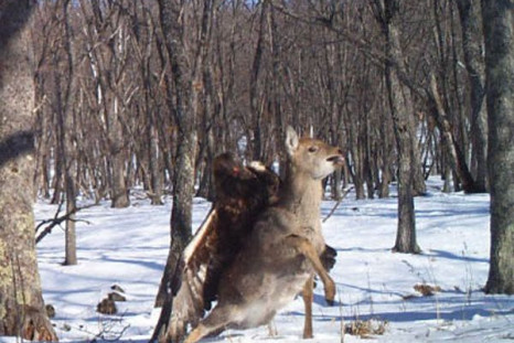 Eagle attacking deer