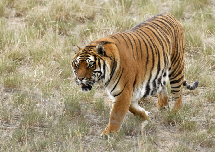 Wild Tiger