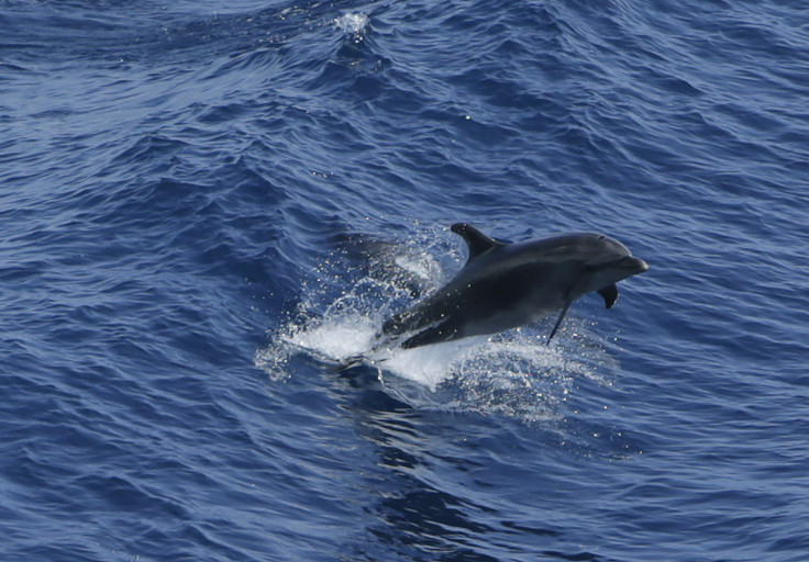 Dolphin Jumping 