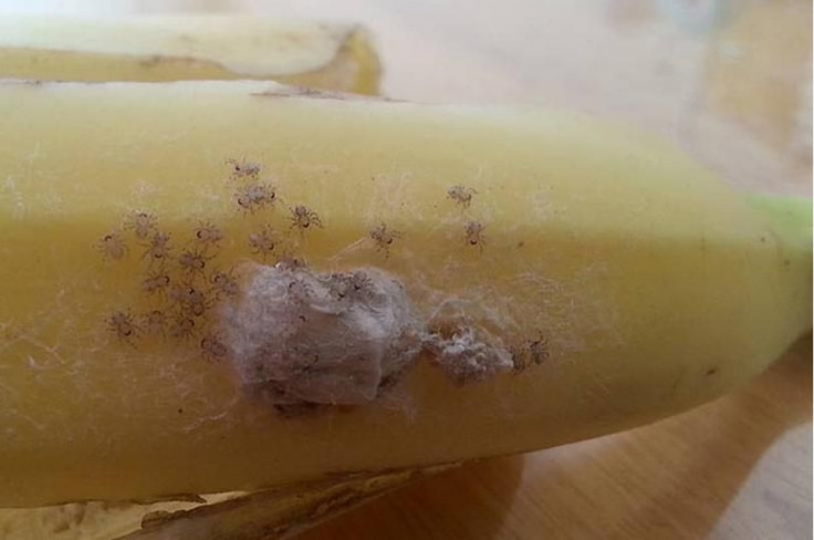 Brazilian Wandering Spiders Found On Banana