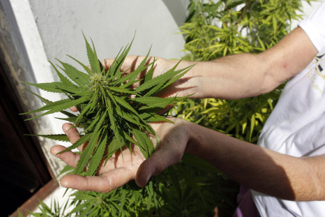 Uruguay Legalizes Sale and Production of Marihuana