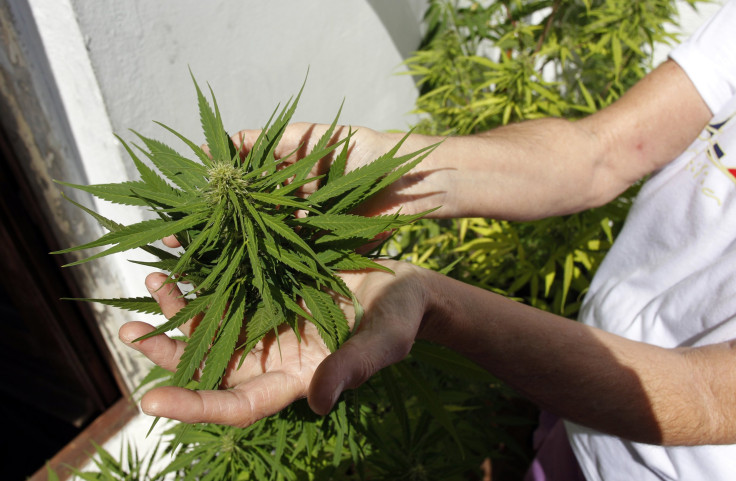 Uruguay Legalizes Sale and Production of Marihuana