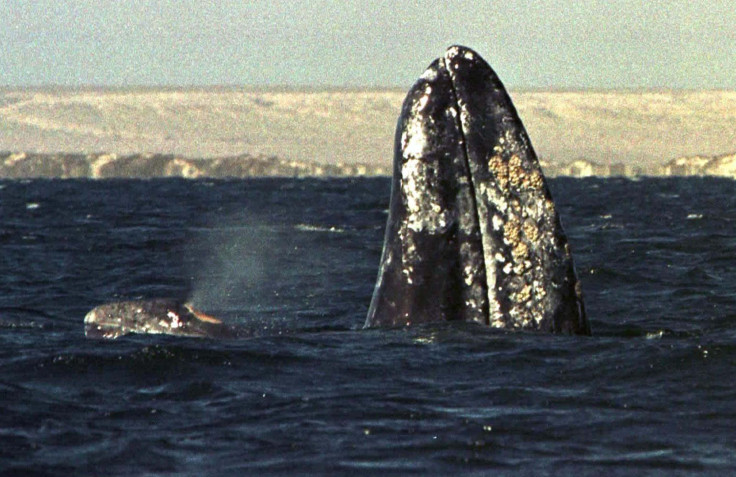 Grey Whale