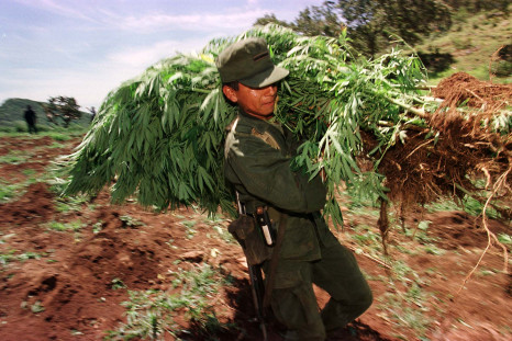 Destroying marijuana plants in Mexico.