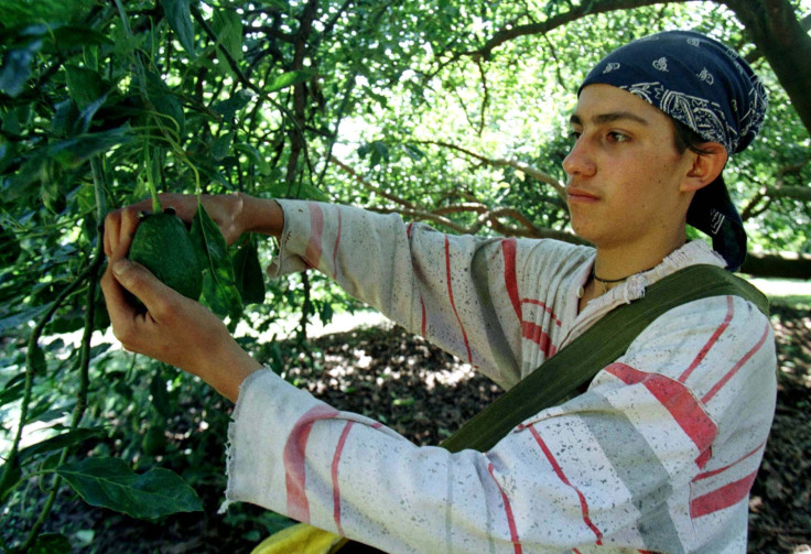 A farmworker on an avocado plantation.