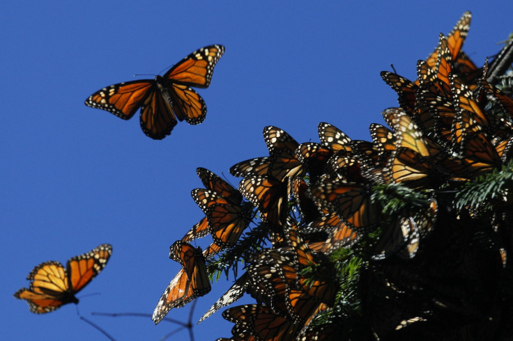 Monarchs in Mexico