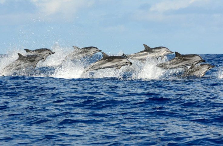 Over 400 dead dolphins wash up on Peru's shore.