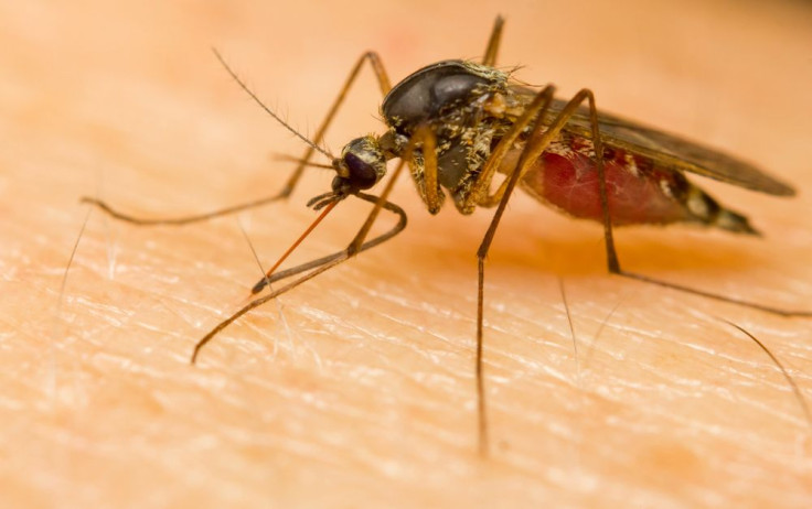 Chikungunya-Virus-Mexico