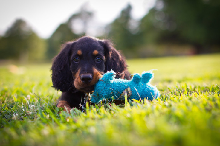 Puppy