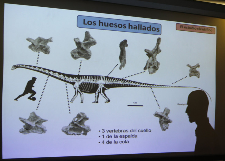 Argentina-Dinosaur-Fossil-Diplodocids