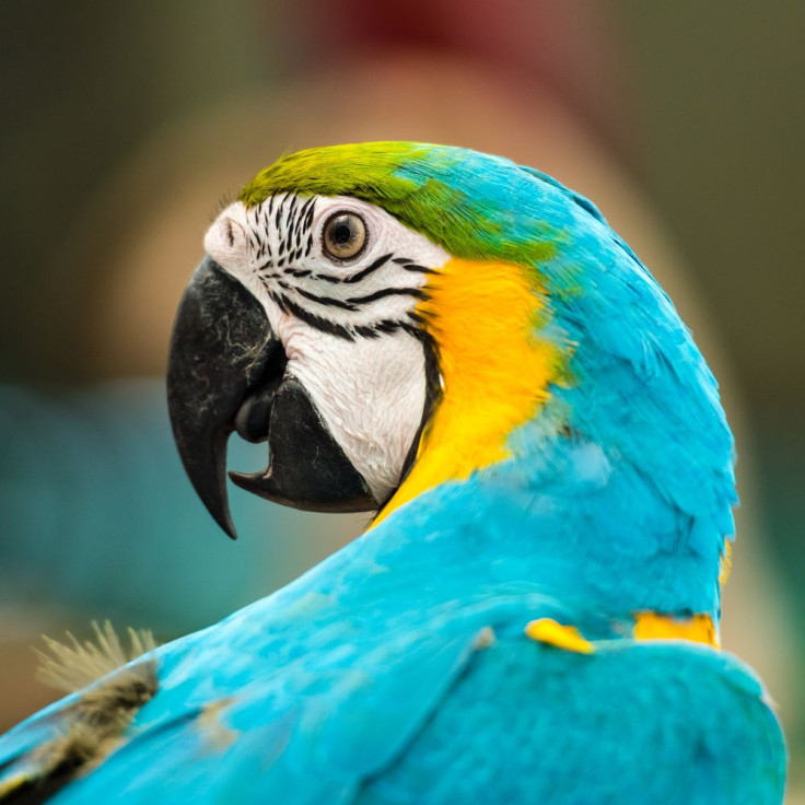Scarlet-Macaws-Preservation