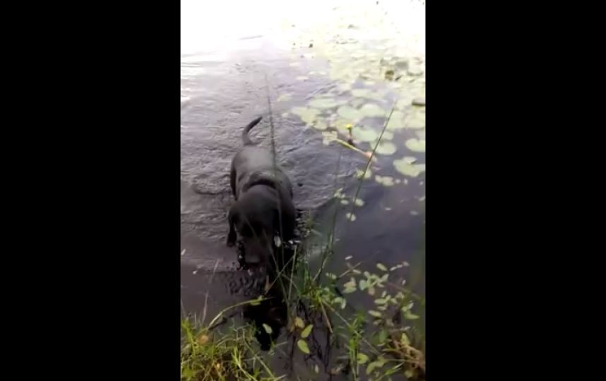 Watch Dog Become Internet Hero After Saving Baby Bird From Drowning In ...